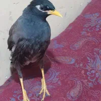 مرغ مینا هنوز جوجه هست و جنسیت رو نمیدونم