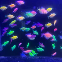 بار جدیدماهی و گیاه اکواریوم مارلین رسید|ماهی|زنجان, |دیوار