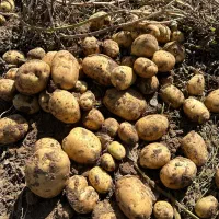 سیب زمینی لوکس بستان آباد|خوردنی و آشامیدنی|بستان آباد, |دیوار