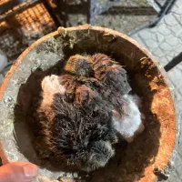 کفتر سرور دم سفید گمشده|حیوانات|کرج, گلشهر|دیوار