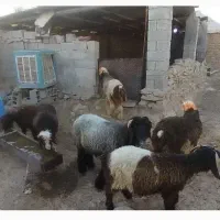 بره نر کشتاری و داشتی