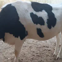 فروش سه راس گاو اصیل خارجی|حیوانات مزرعه|جره و بالاده, |دیوار
