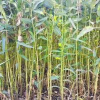 نهال اکالیپتوس