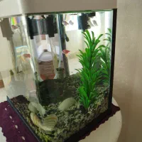 آکواریوم شرکتی|ماهی|کویرات, |دیوار