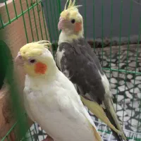 عروس نر و ماده همراه قفس و لانه|پرنده|رشت, سلیمانداراب|دیوار