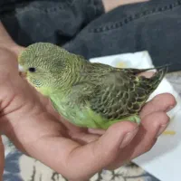 جوجه مرغ عشق سرلاکی|پرنده|فیروزکوه, |دیوار