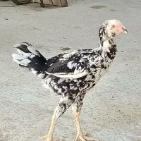 دو عدد مرغ لاری افغان تخم گذار