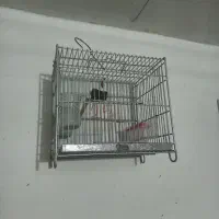 قفس سهره غلامی|لوازم جانبی حیوانات|فسا, |دیوار