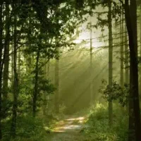 پارتنر همسفر