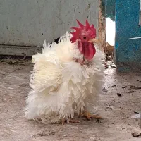 جوجه برهما کوشین فر کوشین معمولی محلی پولند