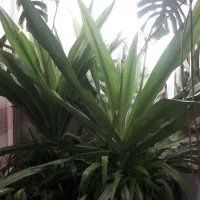 گل اپارتمانی|گل و گیاه طبیعی|دهق, |دیوار