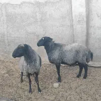 قوچ|حیوانات مزرعه|جوادآباد, |دیوار