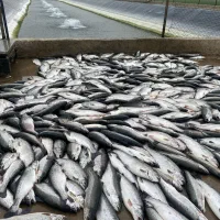 فروش ماهی سالمون کیلویی 550،000 تومان