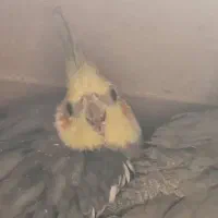 عروس هلندی سینامون مولد