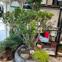 انواع گل و گیاه و بنسای|گل و گیاه طبیعی|مشهد, کوه سنگی|دیوار