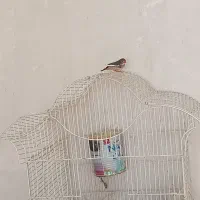 فنج ماده|پرنده|کرج, چنارک|دیوار