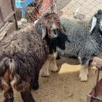 بره و کهره|حیوانات مزرعه|مرودشت, رودبال|دیوار