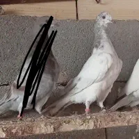 کبوتر|اسباببازی|شاهرود, |دیوار