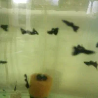 ماهی گوپی فول بلک|ماهی|سمنان, |دیوار