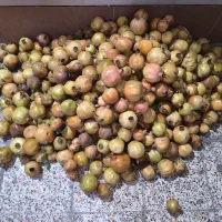 انار تازه چین کیلو 50