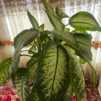 گل دیفن|گل و گیاه طبیعی|مبارکه, |دیوار