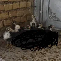 ۸ عدد جوجه محلی