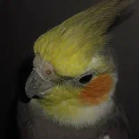 عروس هلندی