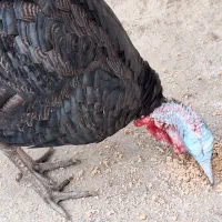 بوقلمون|حیوانات مزرعه|یاسوج, |دیوار