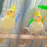 عروس هلند|پرنده|شیراز, پانصد دستگاه ارتش|دیوار