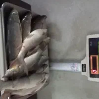 زرده وشیربد(چهار سیبیل)