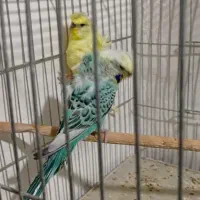 مرغ عشق پروانه ای مولد