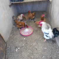 فروش ۴عددمرغ تخمگذار و ۱عدد خروس