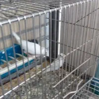 جفت فنچ نرگسی البینو چشم قرمز|پرنده|اندیشه, اندیشه فاز ۵|دیوار