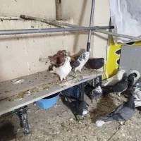 کفتر تهرانی|پرنده|بومهن, |دیوار