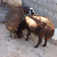 گوسفند آبستن