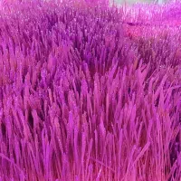 علوفه هیدروپونیک تازه گندم و جو|حیوانات مزرعه|نسیم‌شهر, |دیوار