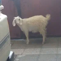 بزغاله دورگ ماده