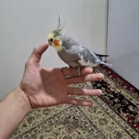 عروس هلندی|پرنده|همدان, |دیوار