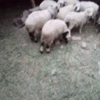 بره نر و ماده