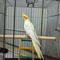 عروس هلندی لوتینو زعفرانی نر دستی