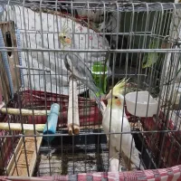 عروس‌ هلندی