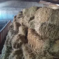 پرس چین اول و یونجه