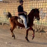 نریان کرد|اسب و تجهیزات اسب‌سواری|اردبیل, |دیوار