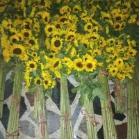 فروش گل آفتاب در سراسرکشور|گل و گیاه طبیعی|اندیمشک, |دیوار