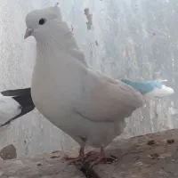 یه ماده سفیداصیل اراکی سه روز ول بود