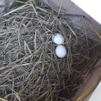 جفت عروس هلندی|پرنده|بابلسر, |دیوار