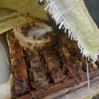 زنبور ۵.۴قاب کارنیکا و کلنی ۲.۳.۴قاب کارنیکا