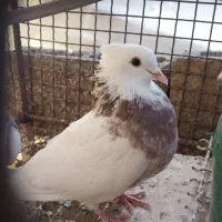 گمشده کبوتر جوجه دار|پرنده|سرپل ذهاب, |دیوار