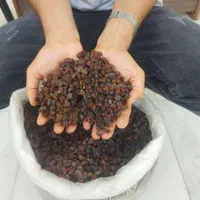 انواع کشمش گله آفتابی درگز و کاشمر|خوردنی و آشامیدنی|مشهد, نوید|دیوار