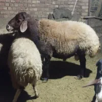 قوچ|حیوانات مزرعه|سنندج, |دیوار